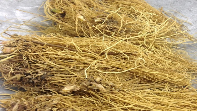 Tế tân vị thuốc đông y được sử dụng trong điều trị bệnh 