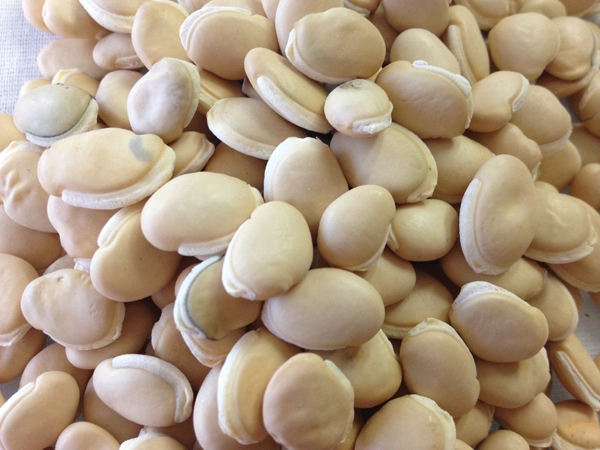 bạch biển đậu