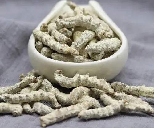 Bài thuốc của bạch cương tằm