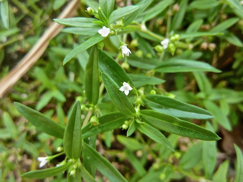 bạch hoa xà thiệt thảo