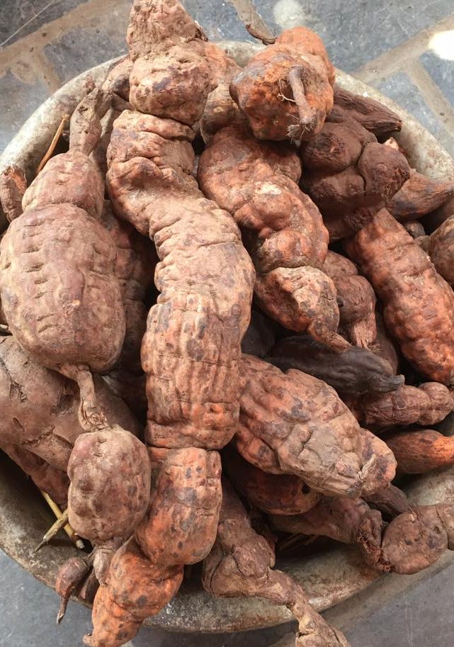 hà thủ ô đỏ 2