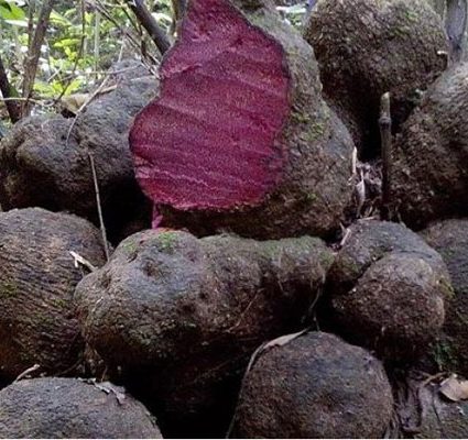 hà thủ ô đỏ 3