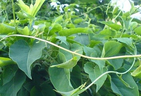 hà thủ ô đỏ 4