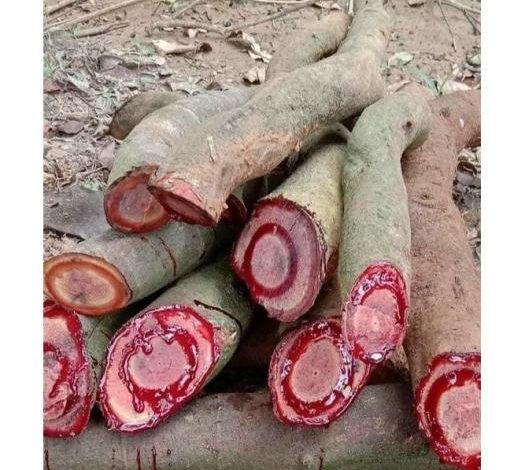 kê huyết đằng 2