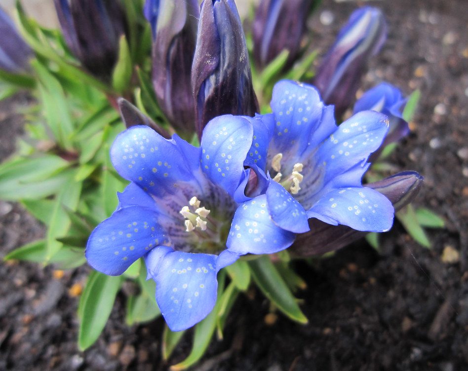 long đờm thảo 3