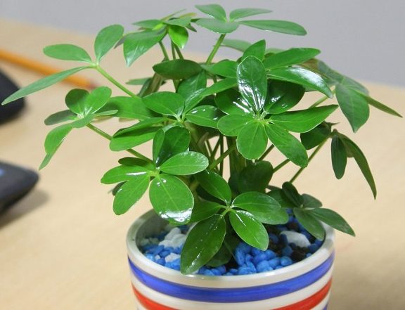 ngũ gia bì chân chim 2