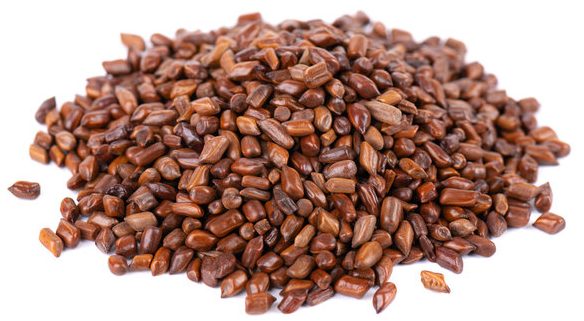 thảo quyết minh 1