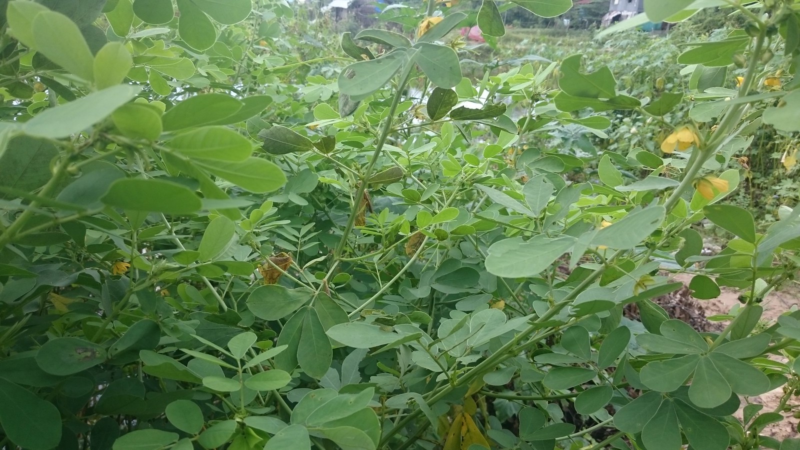 thảo quyết minh 5