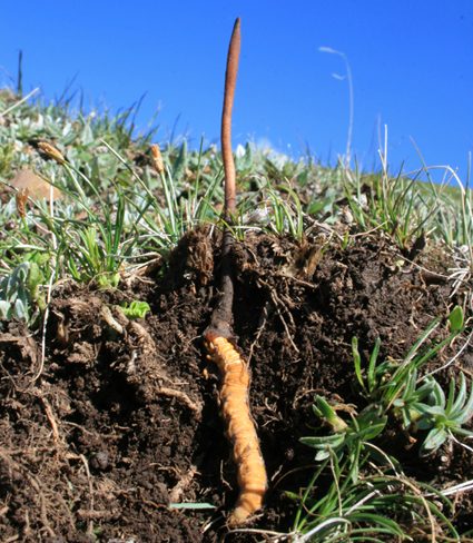 đông trùng hạ thảo 1