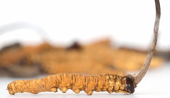 đông trùng hạ thảo 2