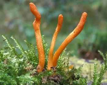 đông trùng hạ thảo 3