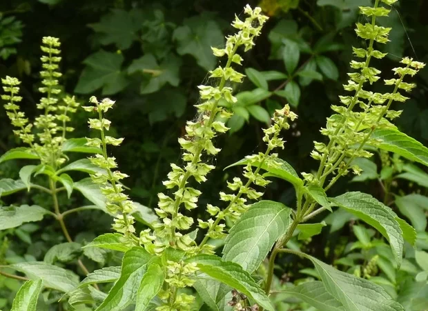 hương nhu trắng 1