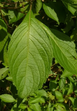 hương nhu trắng 2