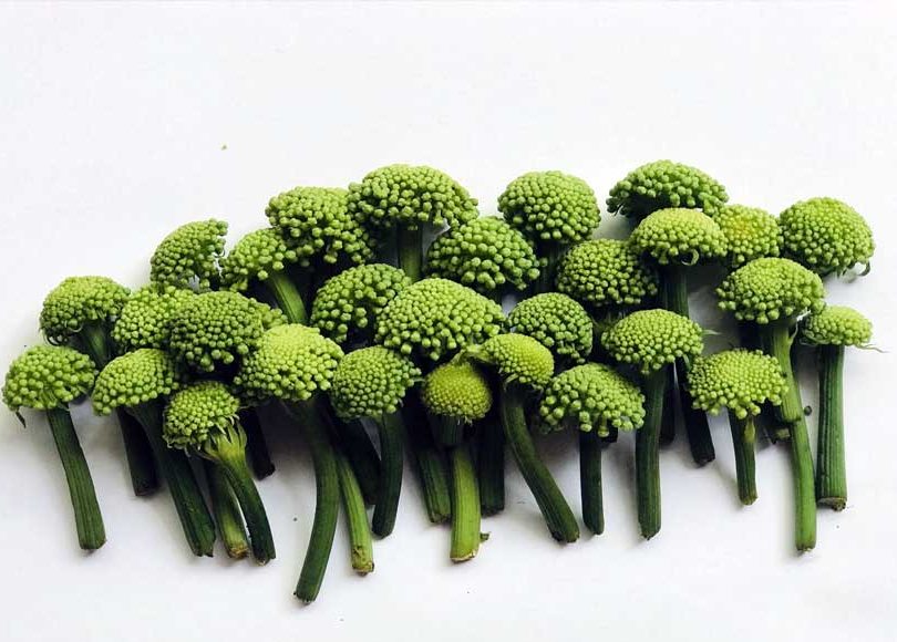 nụ hoa tam thất 1