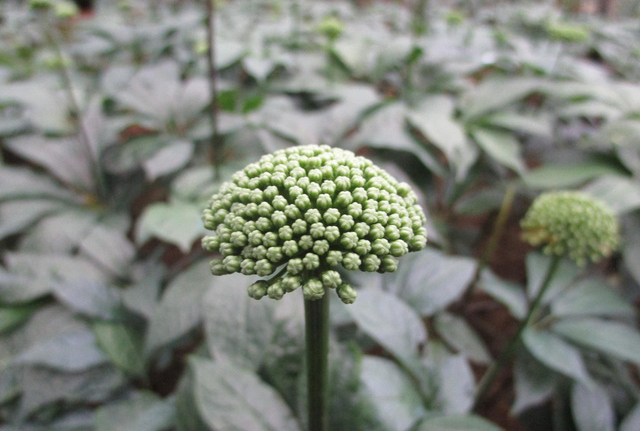 nụ hoa tam thất 2