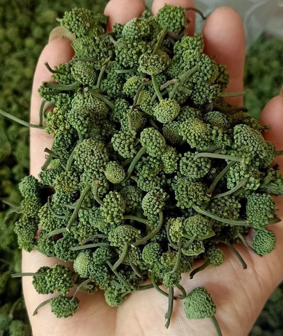 nụ hoa tam thất 3