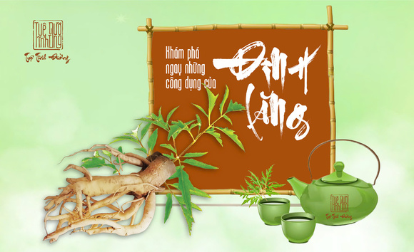 Đinh lăng: Dược liệu đánh bay stress và cải thiện giấc ngủ