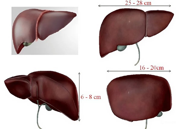 Kích thước gan bình thường là bao nhiêu? 